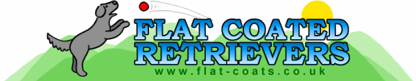 Flat Coated Retrievers - Flat-Coats.co.uk
